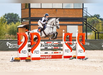 Polski koń sportowy, Wałach, 10 lat, 176 cm, Siwa