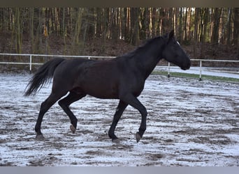 Polski koń sportowy, Wałach, 11 lat, 167 cm, Skarogniada