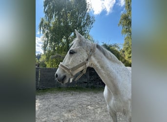 Polski koń sportowy, Wałach, 12 lat, 159 cm, Siwa jabłkowita