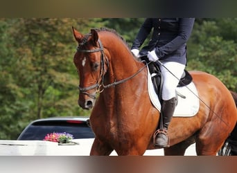 Polski koń sportowy, Wałach, 12 lat, 170 cm, Gniada