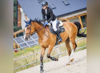 Polski koń sportowy, Wałach, 12 lat, 180 cm, Gniada