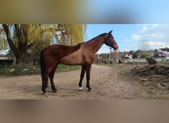 Polski koń sportowy, Wałach, 12 lat, 180 cm, Gniada