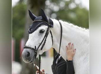 Polski koń sportowy, Wałach, 14 lat, 168 cm, Siwa jabłkowita