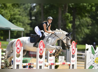 Polski koń sportowy, Wałach, 14 lat, 168 cm, Siwa jabłkowita