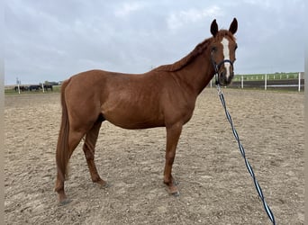 Polski koń sportowy, Wałach, 3 lat, 150 cm, Kasztanowata