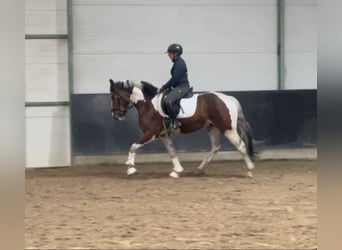 Polski koń sportowy, Wałach, 3 lat, 160 cm, Srokata