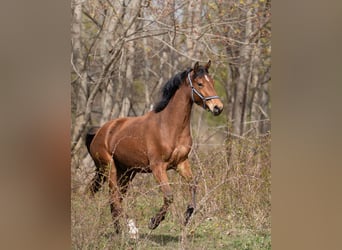 Polski koń sportowy, Wałach, 3 lat, 167 cm, Gniada