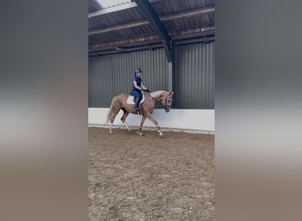 Polski koń sportowy, Wałach, 3 lat, 169 cm, Izabelowata