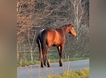 Polski koń sportowy, Wałach, 3 lat, 170 cm, Gniada