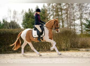 Polski koń sportowy, Wałach, 4 lat, 159 cm, Srokata