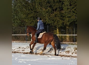 Polski koń sportowy, Wałach, 4 lat, 160 cm, Gniada