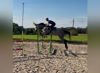 Polski koń sportowy, Wałach, 4 lat, 166 cm, Siwa