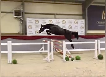 Polski koń sportowy, Wałach, 4 lat, 167 cm, Gniada