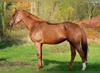 Polski koń sportowy, Wałach, 4 lat, 167 cm, Kasztanowata