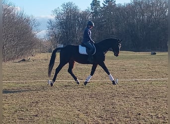 Polski koń sportowy, Wałach, 4 lat, 170 cm, Ciemnogniada