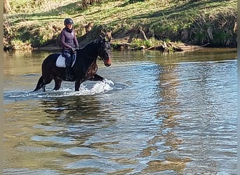 Polski koń sportowy, Wałach, 4 lat, 170 cm, Gniada