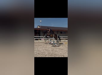 Polski koń sportowy, Wałach, 4 lat, 172 cm, Ciemnogniada
