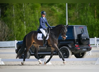 Polski koń sportowy, Wałach, 4 lat, 172 cm, Gniada
