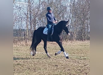 Polski koń sportowy, Wałach, 4 lat, 174 cm, Kara