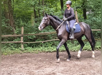 Polski koń sportowy, Wałach, 4 lat, 174 cm, Kara