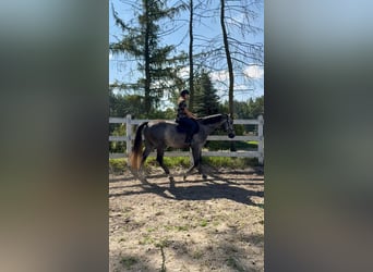 Polski koń sportowy, Wałach, 4 lat, 175 cm, Siwa