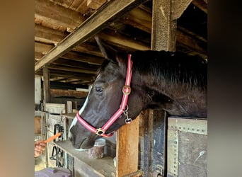 Polski koń sportowy, Wałach, 5 lat, 164 cm, Kara