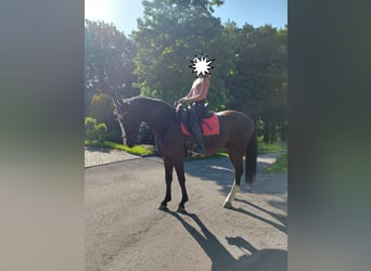 Polski koń sportowy, Wałach, 5 lat, 164 cm, Kara