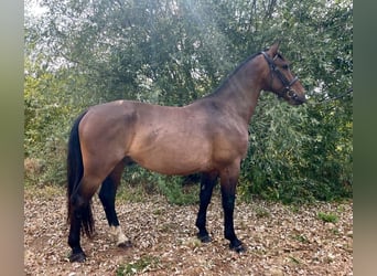 Polski koń sportowy, Wałach, 5 lat, 165 cm, Ciemnogniada