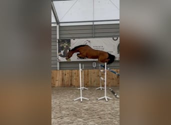 Polski koń sportowy, Wałach, 5 lat, 165 cm, Gniada