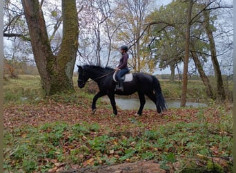 Polski koń sportowy, Wałach, 5 lat, 168 cm, Kara