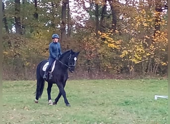 Polski koń sportowy, Wałach, 5 lat, 168 cm, Kara