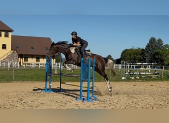 Polski koń sportowy, Wałach, 5 lat, 170 cm, Srokata