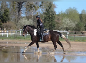 Polski koń sportowy, Wałach, 5 lat, 170 cm, Srokata