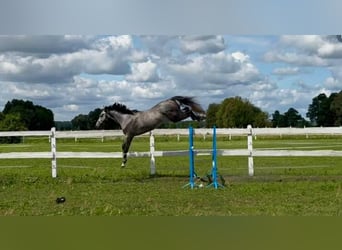 Polski koń sportowy, Wałach, 5 lat, 175 cm, Siwa