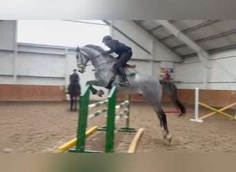 Polski koń sportowy, Wałach, 5 lat, Siwa