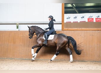 Polski koń sportowy, Wałach, 6 lat, 170 cm, Ciemnogniada