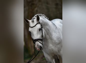 Polski koń sportowy, Wałach, 6 lat, 172 cm, Siwa