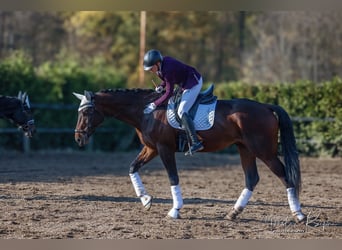 Polski koń sportowy, Wałach, 6 lat, 180 cm, Ciemnogniada