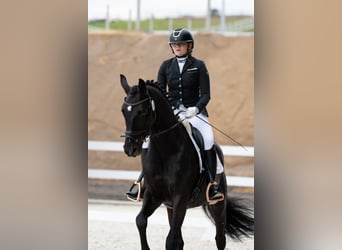Polski koń sportowy, Wałach, 7 lat, 160 cm, Kara