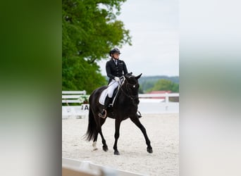 Polski koń sportowy, Wałach, 7 lat, 160 cm, Kara