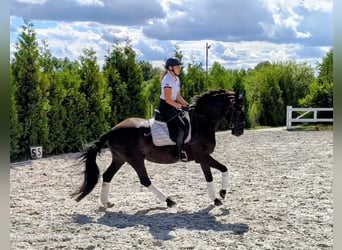 Polski koń sportowy, Wałach, 7 lat, 160 cm, Kara