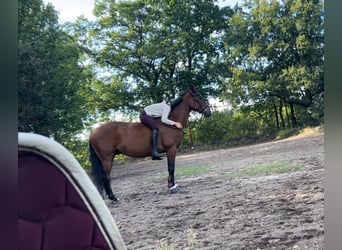 Polski koń sportowy, Wałach, 7 lat, 164 cm, Gniada