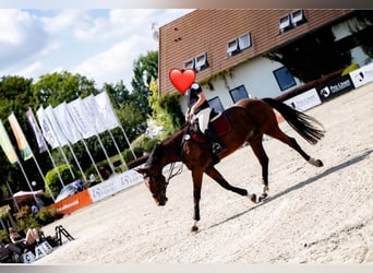 Polski koń sportowy, Wałach, 7 lat, 172 cm, Ciemnogniada