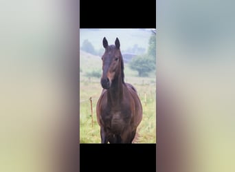 Polski koń sportowy, Wałach, 8 lat, 169 cm, Ciemnogniada