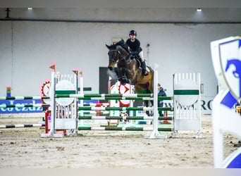 Polski koń sportowy, Wałach, 9 lat, 172 cm, Ciemnogniada