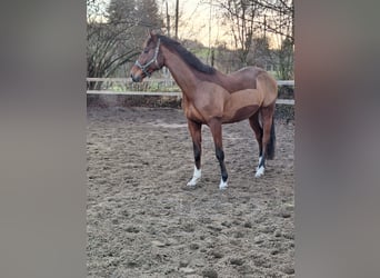 Polski koń sportowy, Wałach, 9 lat, 175 cm, Gniada