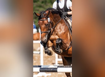 Polski koń szlachetny półkrwi, Klacz, 10 lat, 164 cm, Gniada