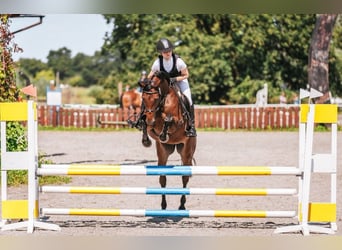 Polski koń szlachetny półkrwi, Klacz, 10 lat, 164 cm, Gniada