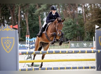 Polski koń szlachetny półkrwi, Klacz, 10 lat, 164 cm, Gniada