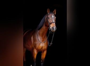 Polski koń szlachetny półkrwi, Klacz, 10 lat, 165 cm, Ciemnogniada